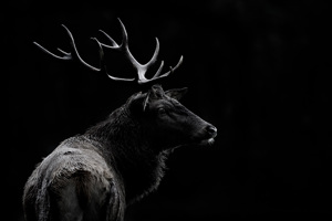 The Deer Soul